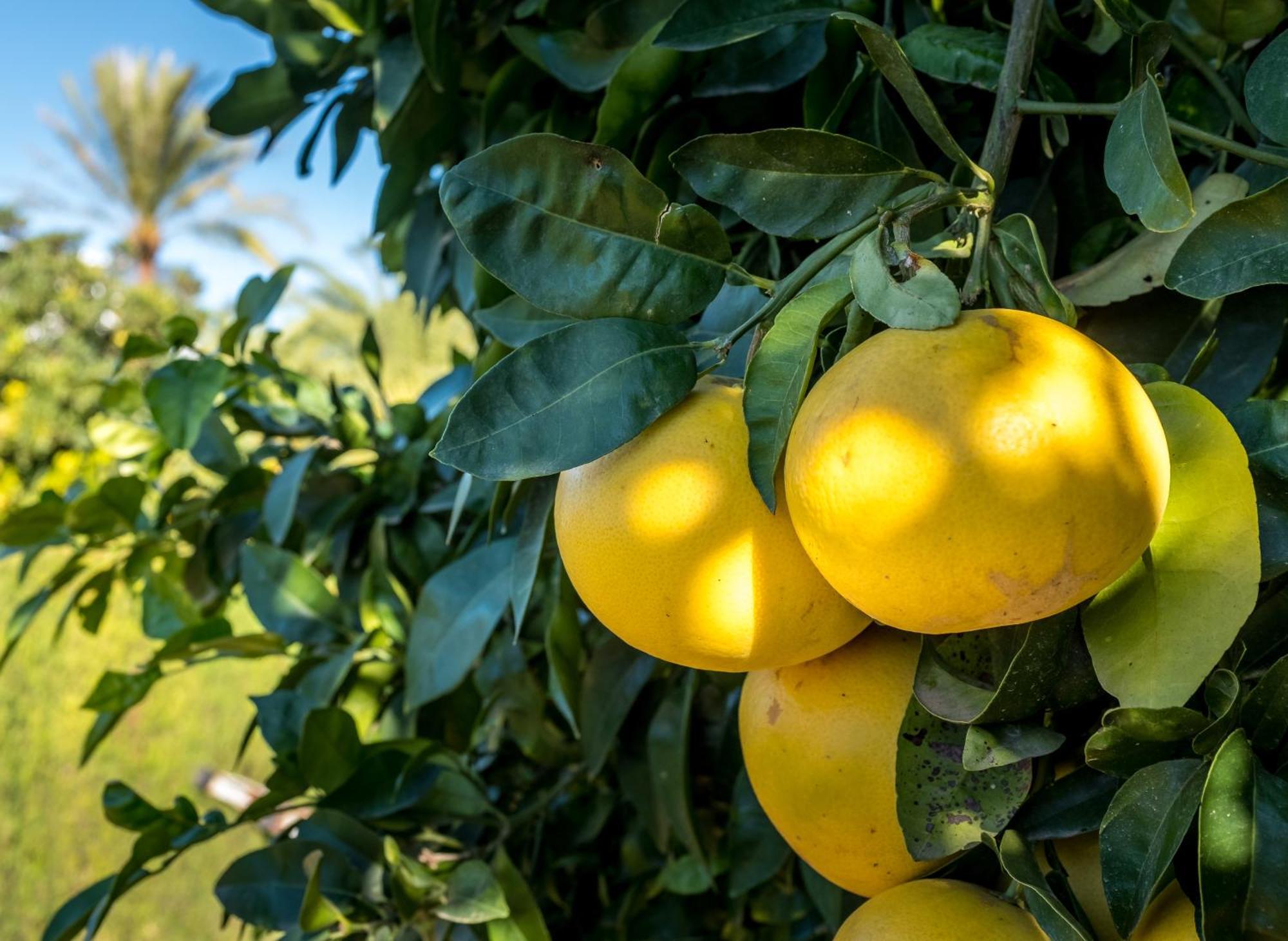 בניסה Finca De La Pansa מראה חיצוני תמונה