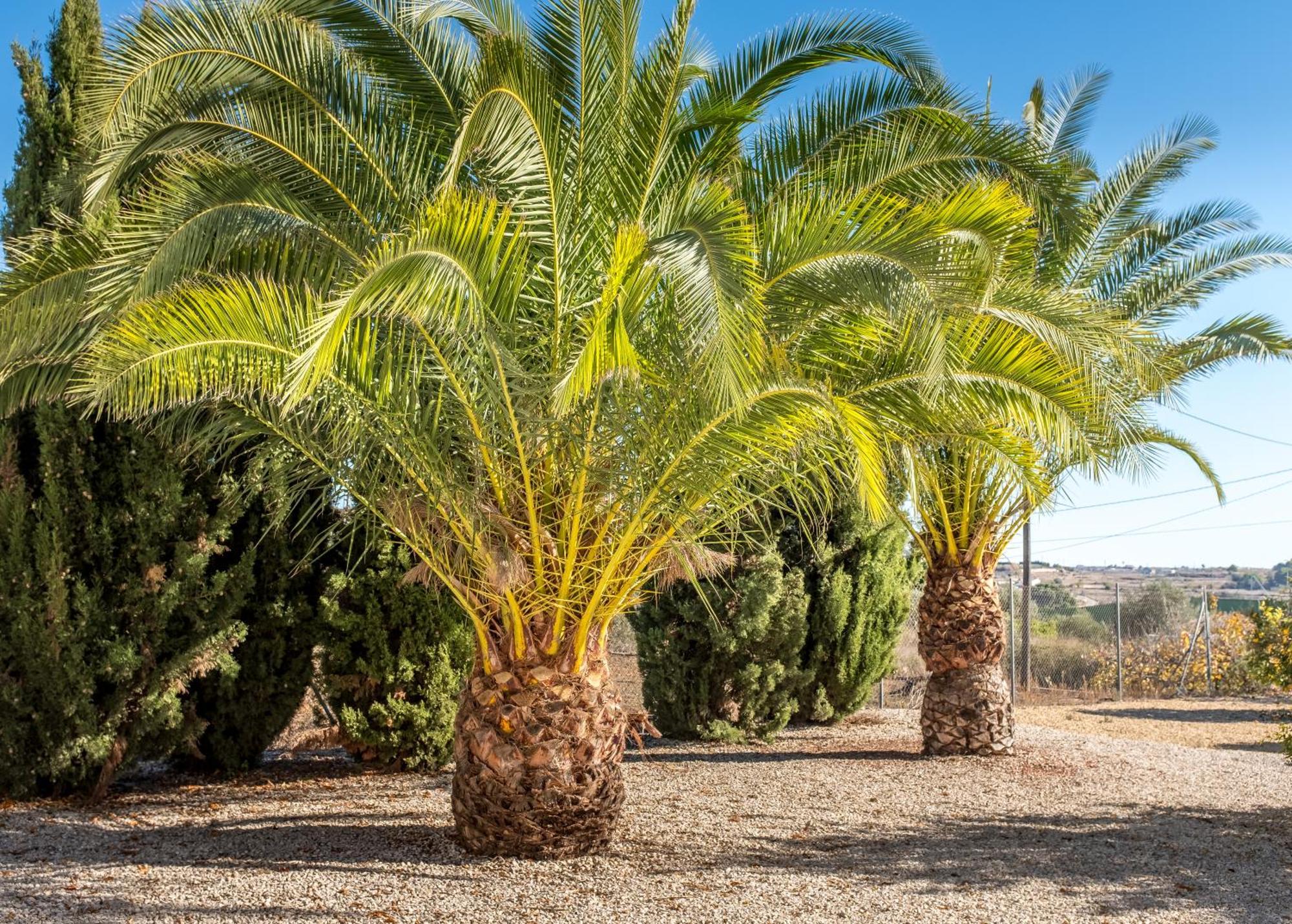 בניסה Finca De La Pansa מראה חיצוני תמונה